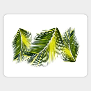Palm leaves tropical design Sticker